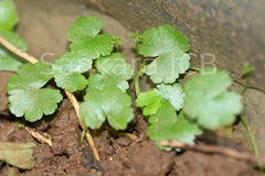 Hydrocotyle sibthorpioides